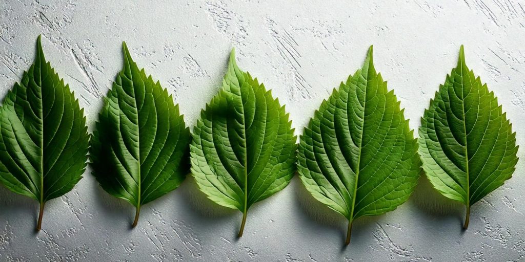 Top view of shiso leaves in a row on top of a white textured surface