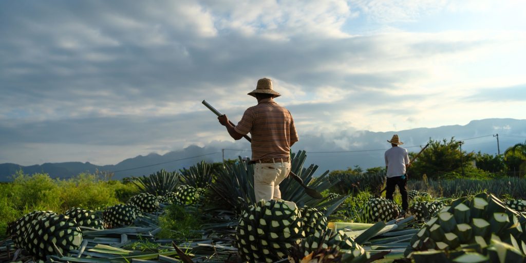 Jimadores use a specialized tool called a coa to cut away the spiky leaves and reveal the piña during the tequila-making process. 