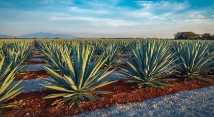 The Blue Agave Story: The Heart of Tequila