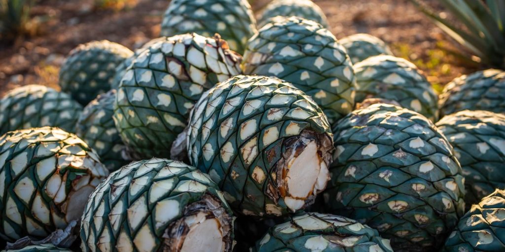 A pile of blue agave cores that have been trimmed and harvested