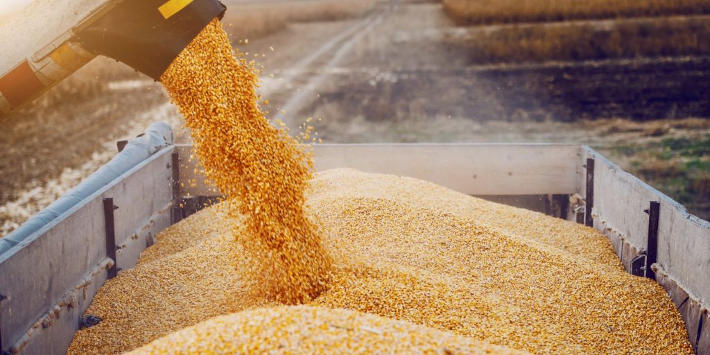 A corn harvester dispensing corn into a truck